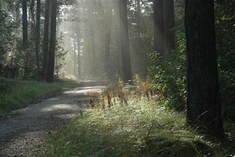 'de Groene Parel'
